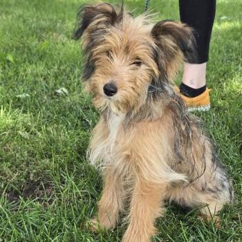 Minnie -  Terrier Dog for Adoption in Waterloo, Iowa - Minnie | PetCurious