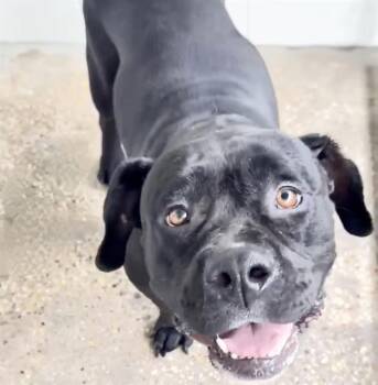 STAR -  Pit Bull Terrier Dog for Adoption in Houston, Texas - STAR | PetCurious