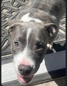 Axe -  Pit Bull Terrier Dog for Adoption in Eugene, Oregon - Axe | PetCurious