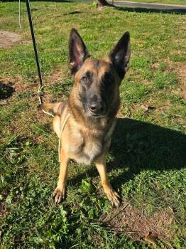 Dutch -  German Shepherd Dog and Belgian Shepherd Malinois Dog for Adoption in Springfield, Illinois - Dutch | PetCurious