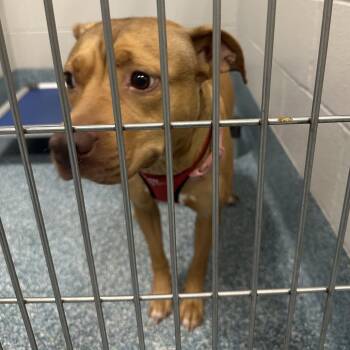 Mama -  Pit Bull Terrier Dog for Adoption in Greensboro, North Carolina - Mama | PetCurious