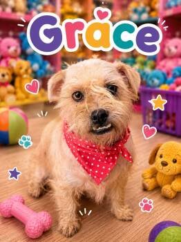 Grace -  Schnauzer and Poodle Dog for Adoption in Georgetown, Texas - Grace | PetCurious