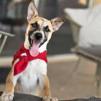 Dakota -  Carolina Dog and Belgian Shepherd Malinois Dog for Adoption in Boerne, Texas - Dakota | PetCurious