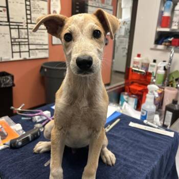 Dare -  Cattle Dog and Mixed Breed Dog for Adoption in Flagstaff, Arizona - Dare | PetCurious