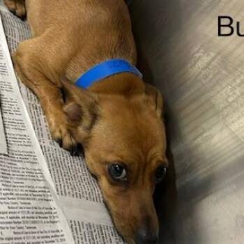 Mixed Breed Dogs Available for Adoption in Knoxville, Tennessee - Buzz | PetCurious
