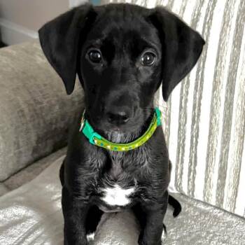 Honey -  Labradoodle and Catahoula Leopard Dog Dog for Adoption in Krum, Texas - Honey | PetCurious