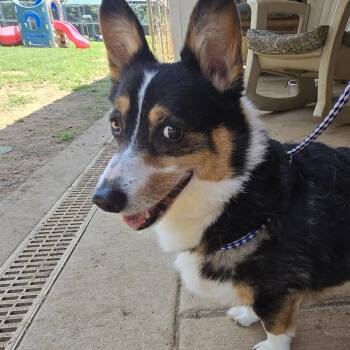 Gavin Goldfish -  Pembroke Welsh Corgi Dog for Adoption in Athens, Alabama - Gavin Goldfish | PetCurious