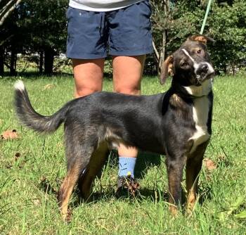 Rescue Shepherd and Mixed Breed Dogs for Adoption in Jackson, Tennessee - Thriller | PetCurious