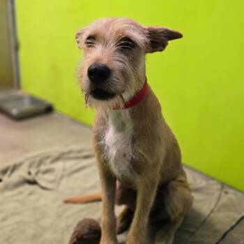 Stoki -  Poodle and Mixed Breed Dog for Adoption in San Jacinto, California - Stoki | PetCurious