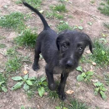 Poodle Dogs Available for Adoption in East Peoria, Illinois - Cedric | PetCurious
