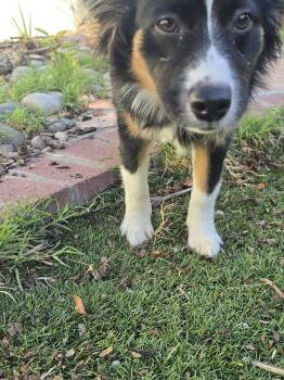 Rescue Australian Shepherd and Corgi Dogs for Adoption in Albuquerque, New Mexico - Scout | PetCurious