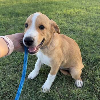 Latte -  Hound and Beagle Dog for Adoption in Harlingen, Texas - Latte | PetCurious