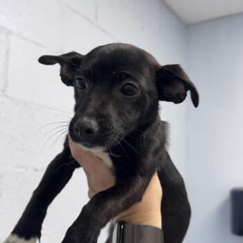Lotus -  Mixed Breed Dog for Adoption in Roanoke, Virginia - Lotus | PetCurious