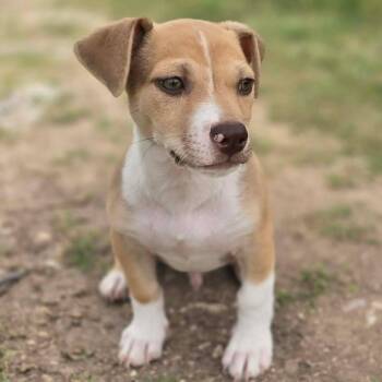 Shaddock -  Mixed Breed Dog for Adoption in Kempner, Texas - Shaddock | PetCurious