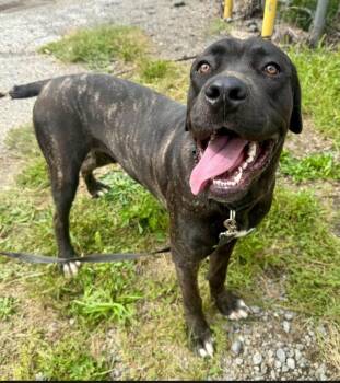 Roscoe -  Cane Corso Dog for Adoption in Merrillville, Indiana - Roscoe | PetCurious