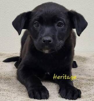 Heritage -  Mixed Breed Dog for Adoption in Groveland, Massachusetts - Heritage | PetCurious