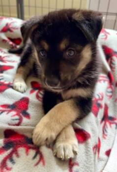 Sutton -  Husky and Shepherd Dog for Adoption in Plainfield, Illinois - Sutton | PetCurious
