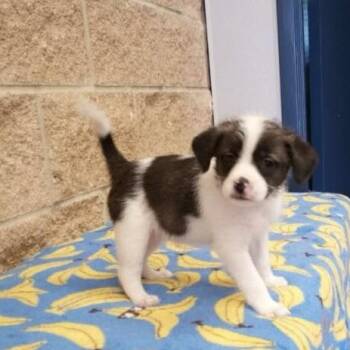Terrier Dogs Available for Adoption in Beaumont, Texas - Miss Moose | PetCurious