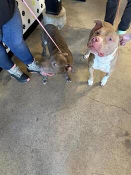 Rescue Mixed Breed Dogs for Adoption in West Chester, Pennsylvania - Mr. Hyde | PetCurious