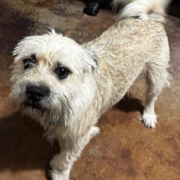 Rescue Terrier Dogs for Adoption in Floresville, Texas - Jackson | PetCurious