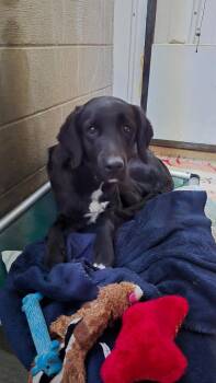 Black Labrador Retriever and Mixed Breed Dogs Available for Adoption in Virginia, Minnesota - Princess | PetCurious