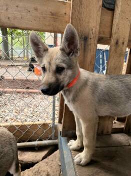 Rescue German Shepherd Dog Dogs for Adoption in Addison, Ontario - Moose | PetCurious