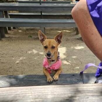 Rescue Chihuahua Dogs for Adoption in Liverpool, Texas - Betty | PetCurious