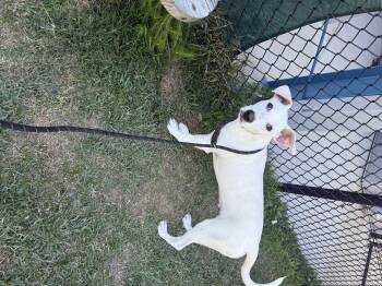 Rescue Shepherd Dogs for Adoption in Lancaster, South Carolina - Cory | PetCurious