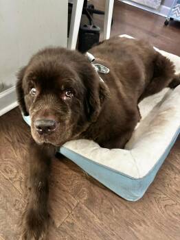 Seymour -  Newfoundland Dog Dog for Adoption in Ledyard, Connecticut - Seymour | PetCurious