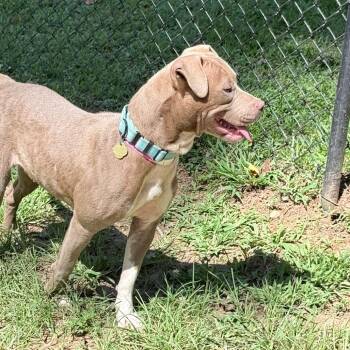 Nakita -  Mixed Breed Dog for Adoption in Auburn, Alabama - Nakita | PetCurious