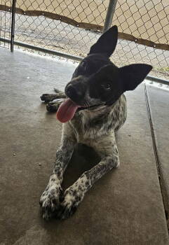Rescue Australian Cattle Dog Blue Heeler Dogs for Adoption in El Centro, California - Bones | PetCurious