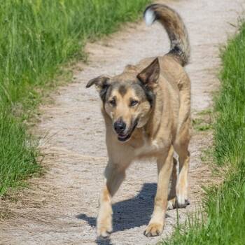 Rescue German Shepherd Dog and Mixed Breed Dogs for Adoption in St. Louis, Missouri - KOTA | PetCurious