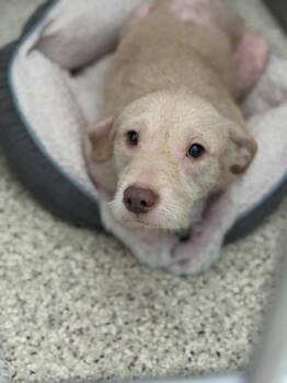 Stephany -  Mixed Breed Dog for Adoption in Memphis, Tennessee - Stephany | PetCurious