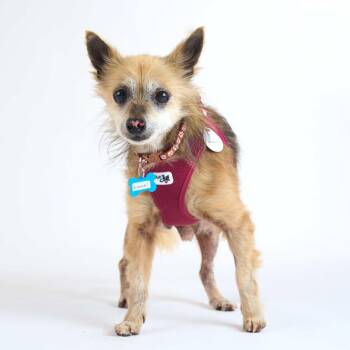 Goooal 14219 -  Pomeranian and Chihuahua Dog for Adoption in San Francisco, California - Goooal 14219 | PetCurious