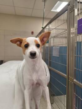 Sparkle -  Terrier and Mixed Breed Dog for Adoption in Honolulu, Hawaii - Sparkle | PetCurious