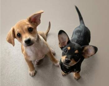Mixed Breed Dogs Available for Adoption in Schertz, Texas - Olivia | PetCurious