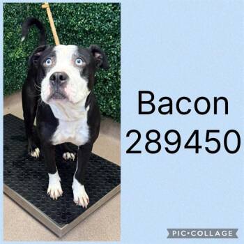 BACON -  Mixed Breed Dog for Adoption in Macon, Georgia - BACON | PetCurious