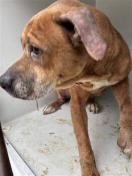 Staffordshire Bull Terrier and Mixed Breed Dogs Available for Adoption - DAISY | PetCurious