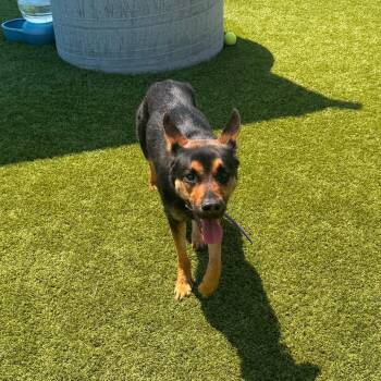Nyx -  German Shepherd Dog and American Bulldog Dog for Adoption in Idaho Falls, Idaho - Nyx | PetCurious
