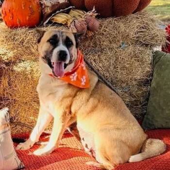 FAITH GS -  Akita Dog for Adoption in Lucas, Texas - FAITH GS | PetCurious