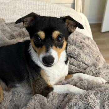 Rescue Terrier Dogs for Adoption in Madisonville, Louisiana - BUMPER | PetCurious