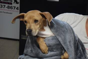 Rescue Boxer and Pit Bull Terrier Dogs for Adoption in Pahrump, Nevada - Shyanne | PetCurious