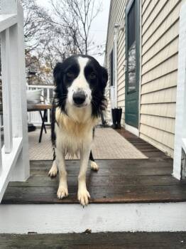 Rescue Australian Shepherd and Border Collie Dogs for Adoption in Woolwich, Maine - Rupert | PetCurious