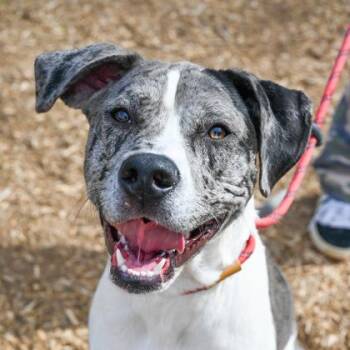 Mixed Breed Dogs Available for Adoption in Chamblee, Georgia - Yolaine | PetCurious