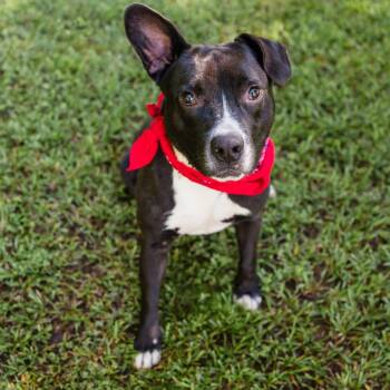 Jack -  Mixed Breed Dog for Adoption in Newborn, Georgia - Jack | PetCurious