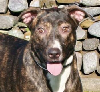 Dutch Shepherd and Boxer Dogs Available for Adoption - Ivy Garden ~ Loves Children! | PetCurious