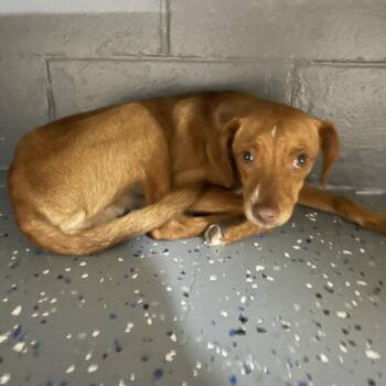 TUSC-Stray-84816 -  Terrier and Mixed Breed Dog for Adoption in Tuscaloosa, Alabama - TUSC-Stray-84816 | PetCurious