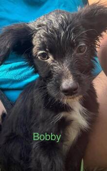 Bobby -  Labrador Retriever and Poodle Dog for Adoption in Cloquet, Minnesota - Bobby | PetCurious