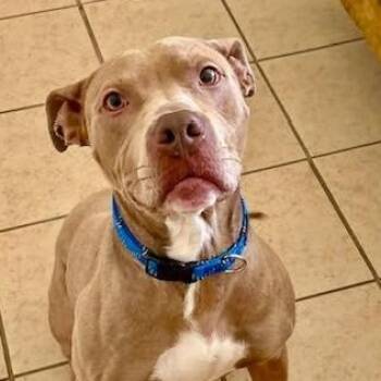 Pit Bull Terrier Dogs Available for Adoption - Rocky Canelo! | PetCurious