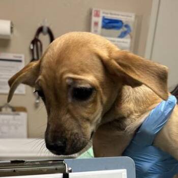 Morning Star -  Chihuahua and Mixed Breed Dog for Adoption in Tempe, Arizona - Morning Star | PetCurious